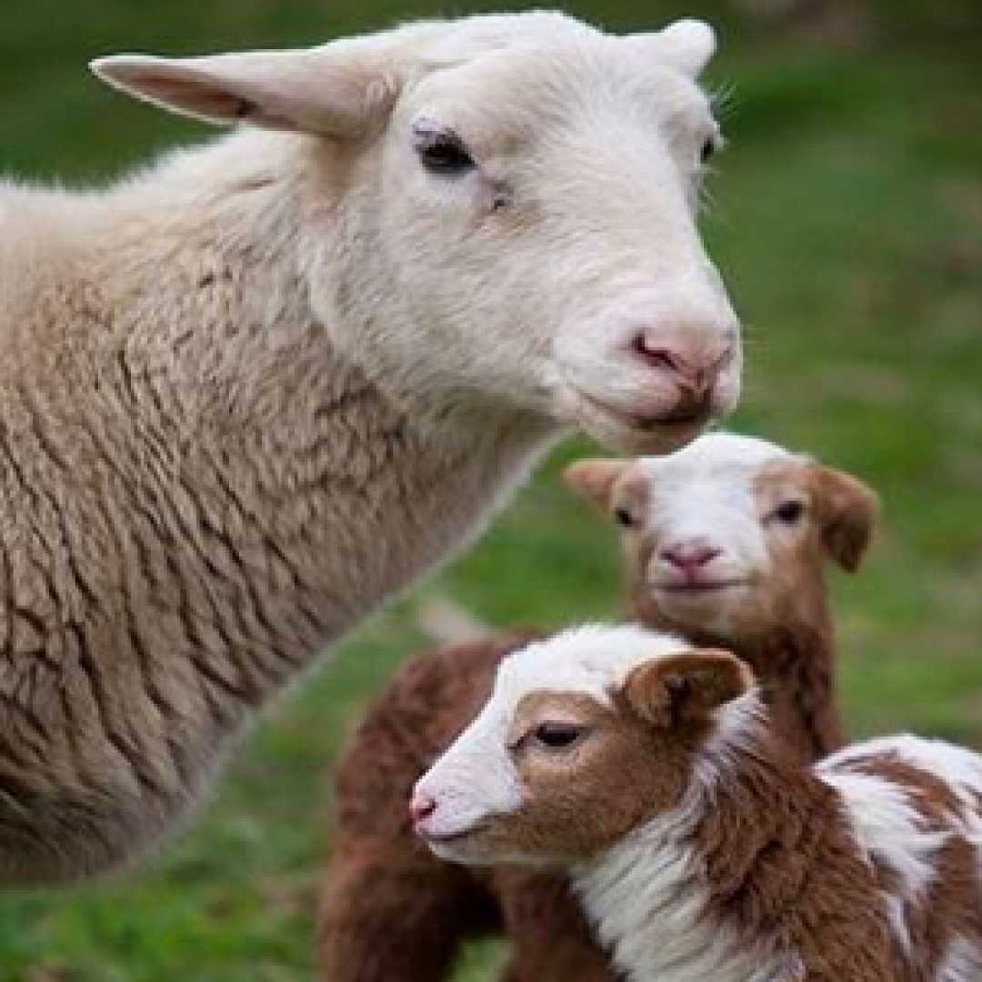 فلاشینگ در گوسفند